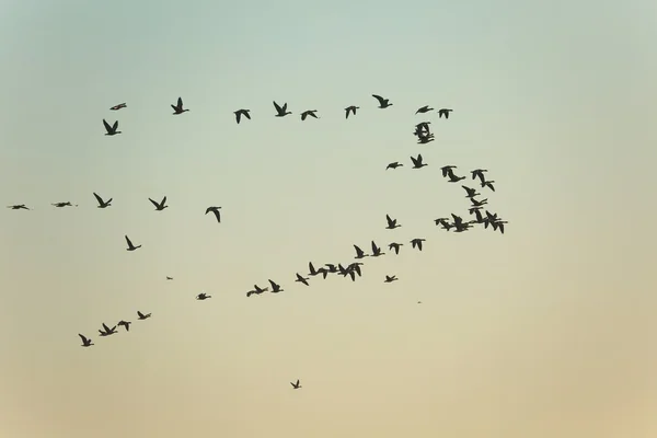 Husy létající na obloze — Stock fotografie