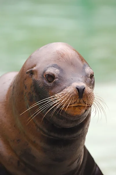 Robben hautnah — Stockfoto