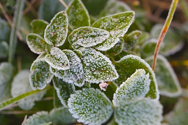 Frozen leaves with frost — Stock Photo, Image