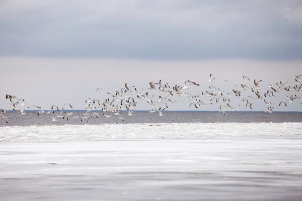 Seagulls in winter — Stock Photo, Image