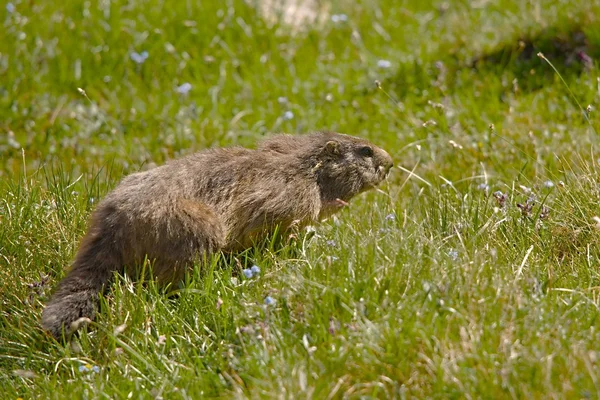 Marmot in its hole — Stock Photo, Image