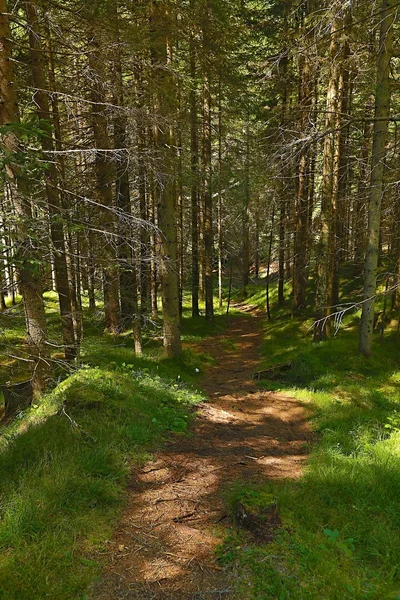 Forest walking route — Stock Photo, Image