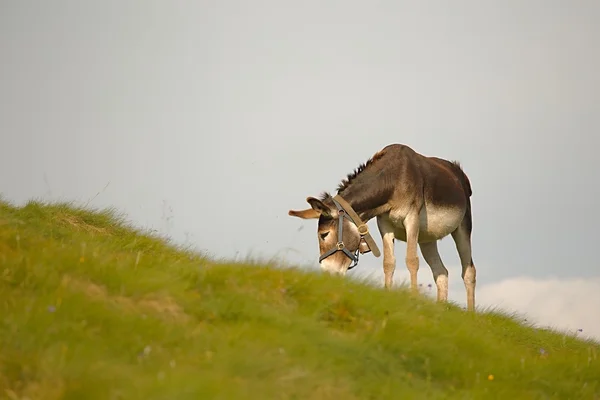 Burro Grazing en los Alpes — Foto de Stock