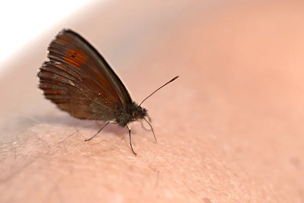 Borboleta em pele — Fotografia de Stock