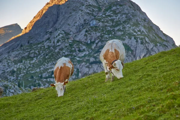 Vacas pastando en la ladera — Foto de Stock
