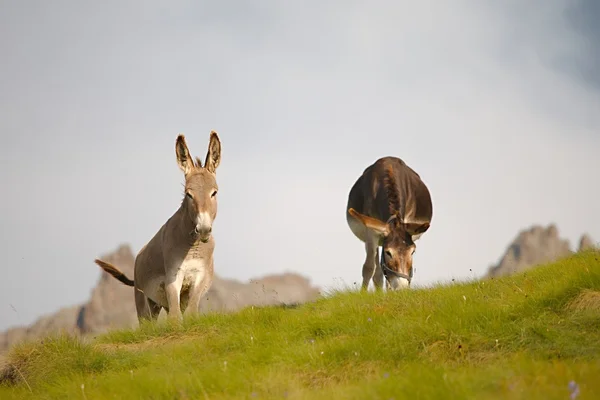 Dos burros de pastoreo — Foto de Stock