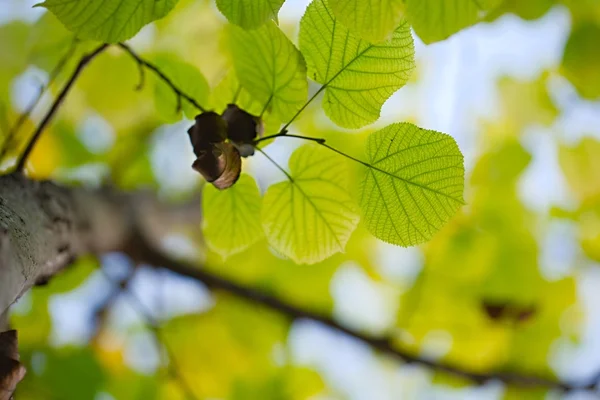 싱싱 한 푸른 잎들 — 스톡 사진