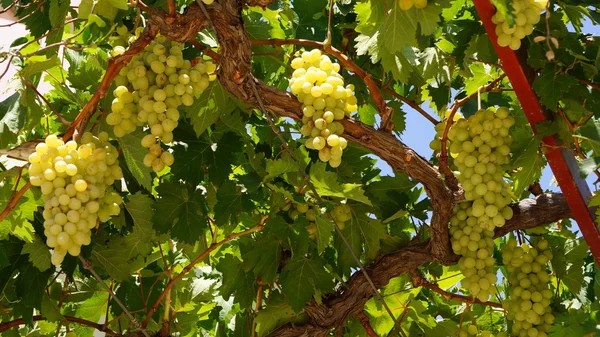 Белый виноград растет на виноградной лозе — стоковое фото