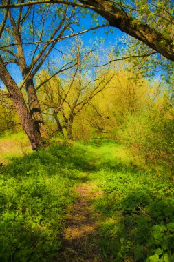 Park Peyzaj. Koruma alanı