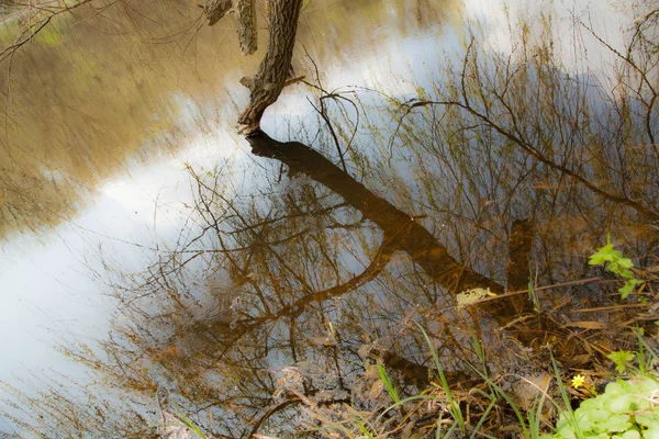 Отражательное дерево в воде — стоковое фото