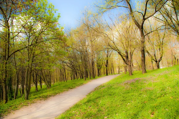 Park Peyzaj. Koruma alanı — Stok fotoğraf