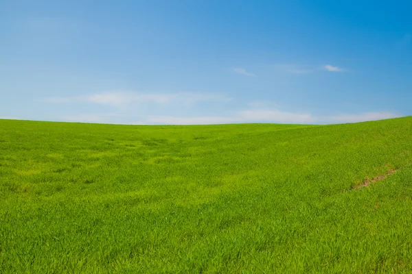 Campo verde su uno sfondo di cielo blu — Foto Stock