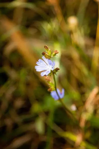 Flores Silvestres Flores Como Uma Textura Natural — Fotografia de Stock