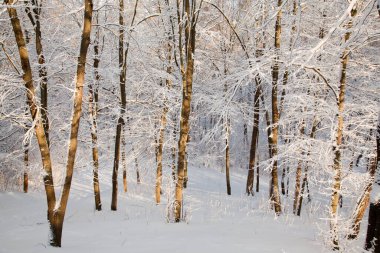 Winter landscape in the forest. Snow.