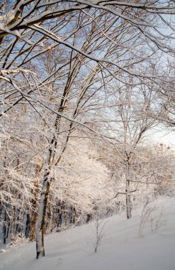 Winter landscape in the forest. Branch on a background of trees. Frost