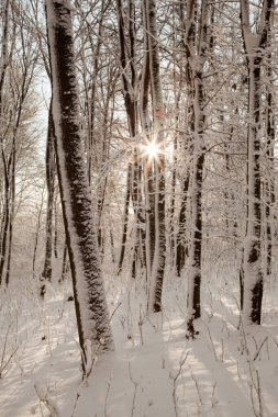 Winter landscape in the forest. Snow.