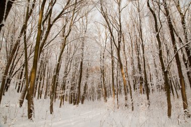 Winter landscape in the forest. Snow.