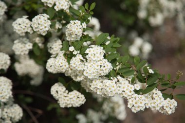 Spiraea prunifolia. Bahçede çiçek açan çalılar