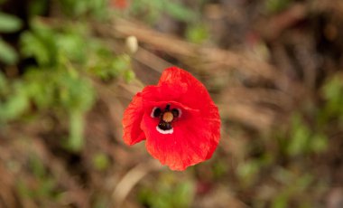 Tepedeki haşhaş çiçekleri