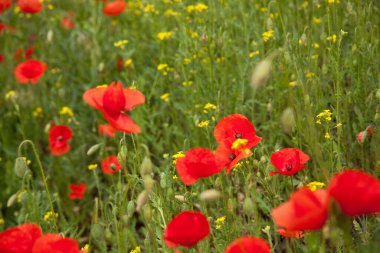 Tepedeki haşhaş çiçekleri