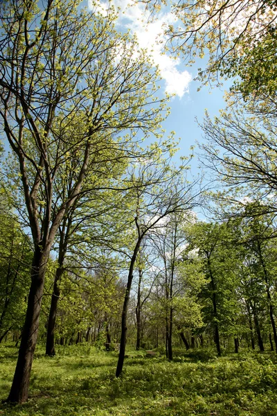 Spring in the park — Stock Photo, Image