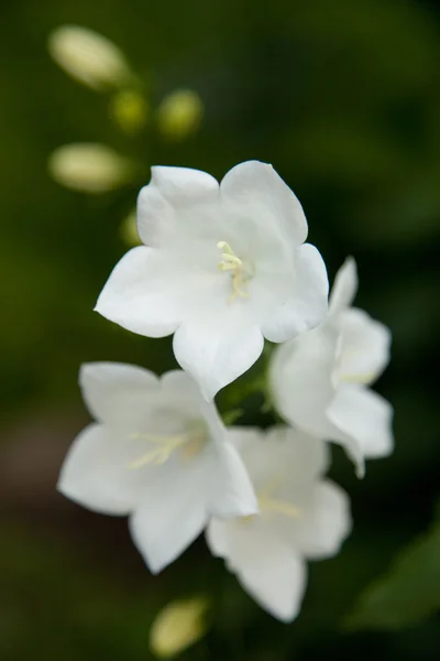 Flores — Foto de Stock