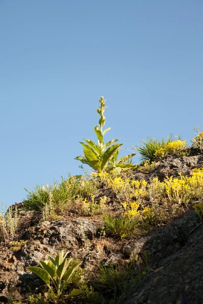 Planta — Fotografia de Stock