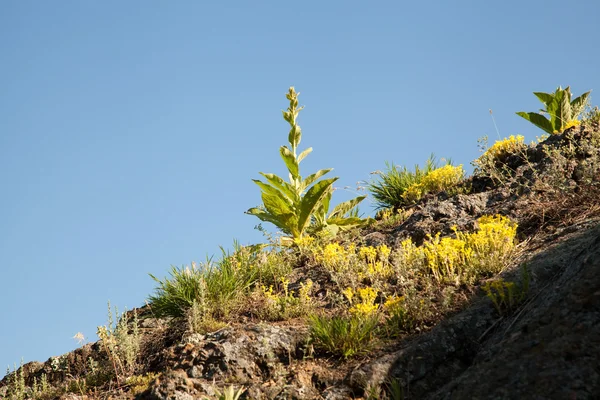 Planta — Fotografia de Stock