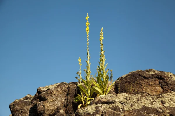 Wildflowers — Stock Photo, Image