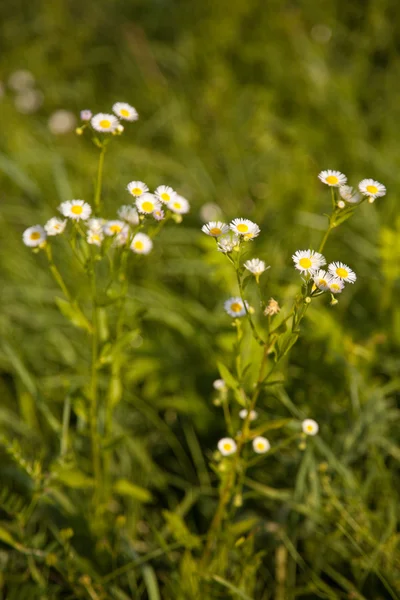 Flowers — Stock Photo, Image