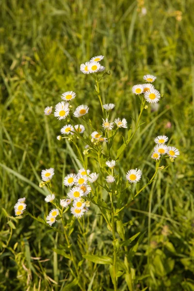 Flowers — Stock Photo, Image