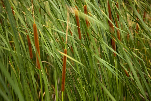 Planta — Fotografia de Stock