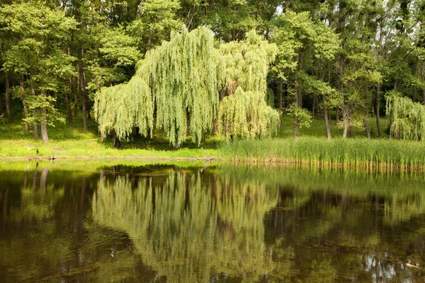 Summer landscape — Stock Photo, Image