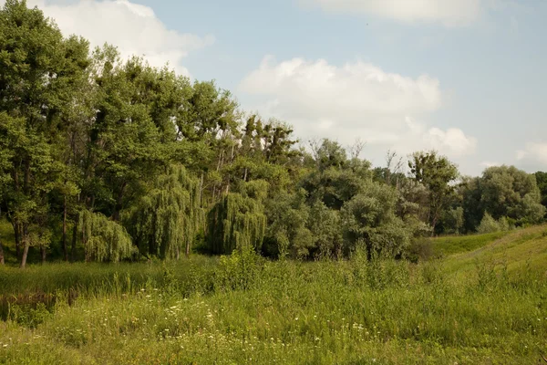 Zomer landschap — Stockfoto