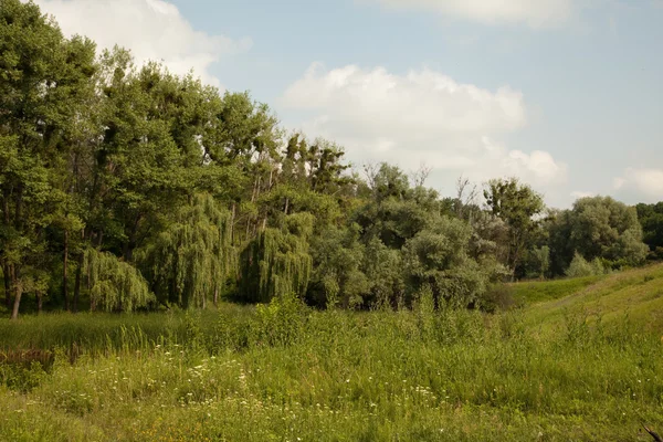 Paesaggio estivo — Foto Stock