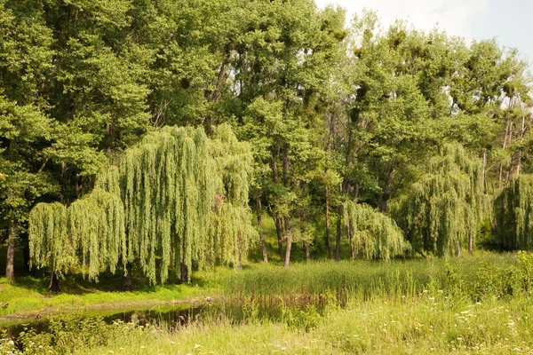 Zomer landschap — Stockfoto