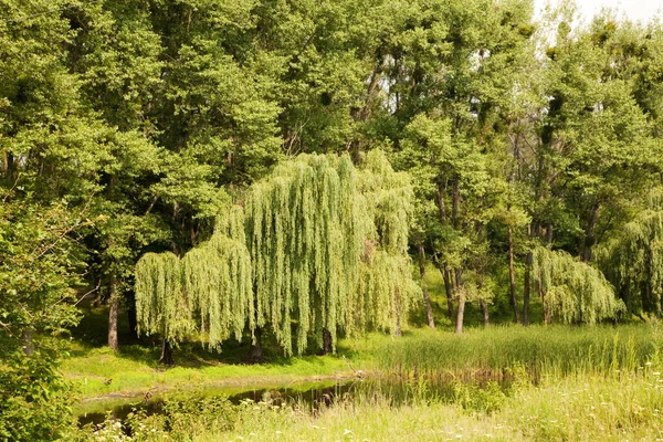 Letní krajina — Stock fotografie