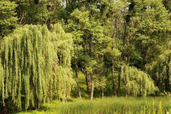 Summer landscape — Stock Photo, Image