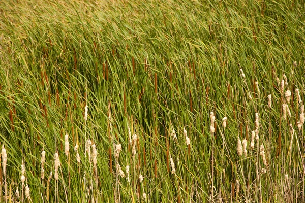 Plant — Stockfoto