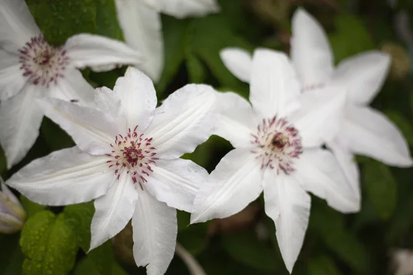 Flowers — Stock Photo, Image