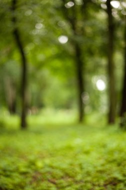 soyutlama. doğa. Park