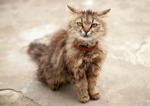 Junge Katze — Stockfoto