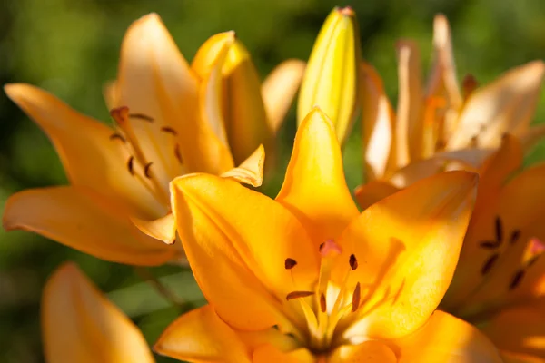 Flowers — Stock Photo, Image