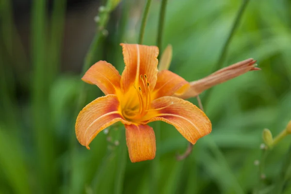 Flowers — Stock Photo, Image