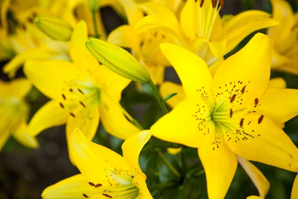 Flowers — Stock Photo, Image