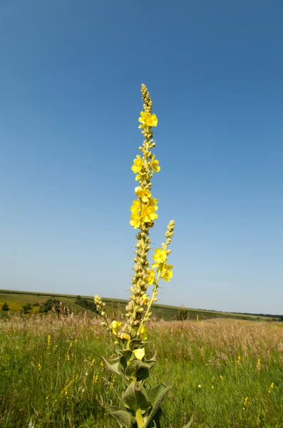 Flores — Fotografia de Stock