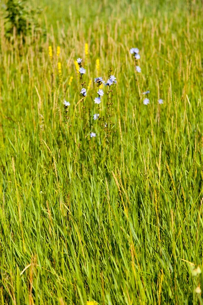 Flores silvestres —  Fotos de Stock