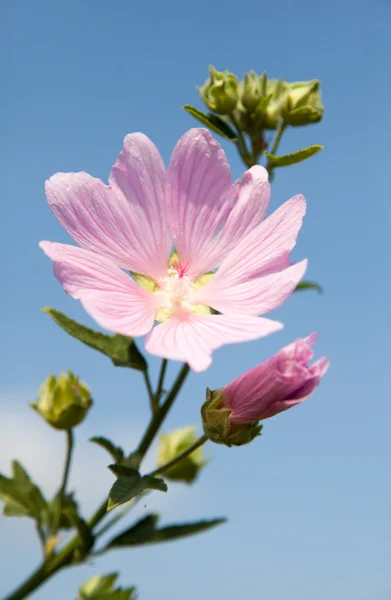 Flowers — Stock Photo, Image