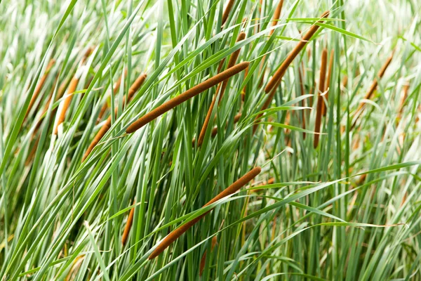 Riet — Stockfoto