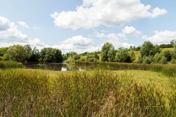 Summer landscape — Stock Photo, Image